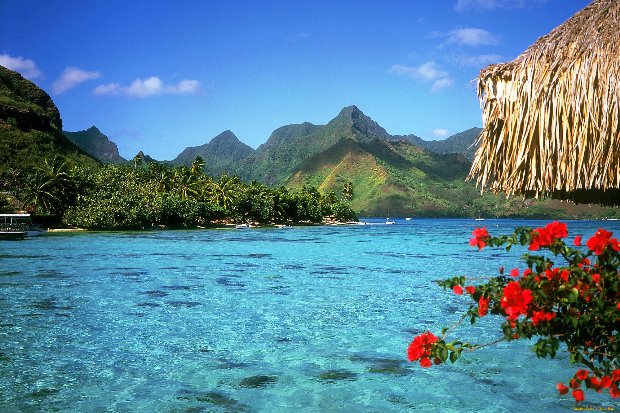 остров и цветы